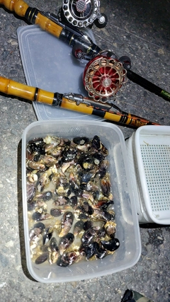 キビレの釣果