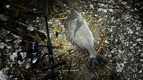 クロダイの釣果