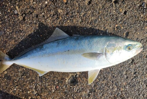 イナダの釣果