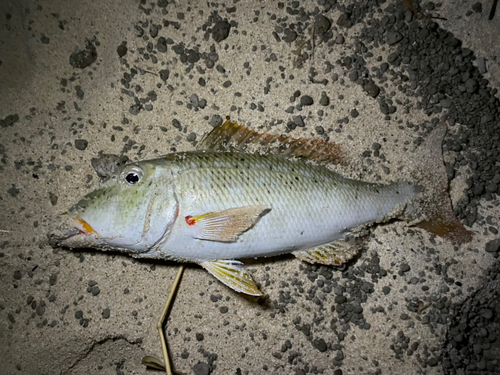 ムネアカクチビの釣果