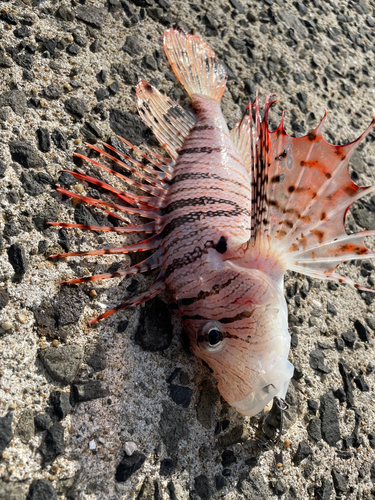 ミノカサゴの釣果