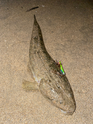 マゴチの釣果