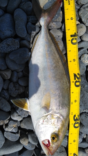 ショゴの釣果