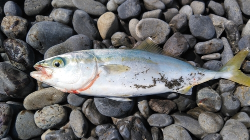 ワカシの釣果