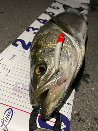 シーバスの釣果