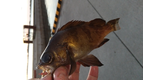 メバルの釣果