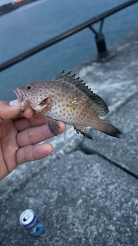 オオモンハタの釣果