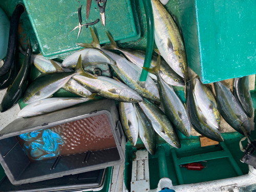 ブリの釣果