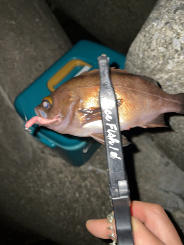 シロメバルの釣果