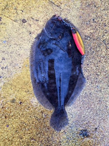 ガンゾウビラメの釣果