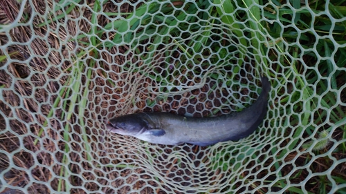 ナマズの釣果