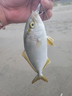 ショゴの釣果