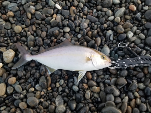 シオの釣果