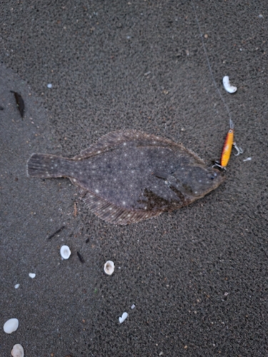 カレイの釣果