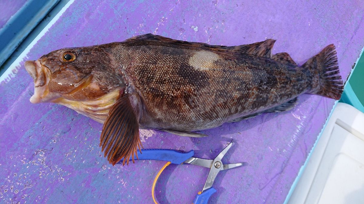 釣りバカじいさんさんの釣果 2枚目の画像