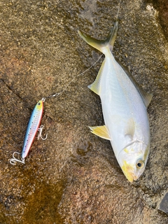 シオの釣果