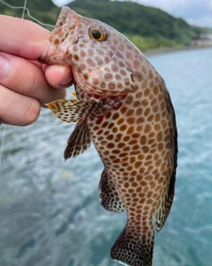 オオモンハタの釣果