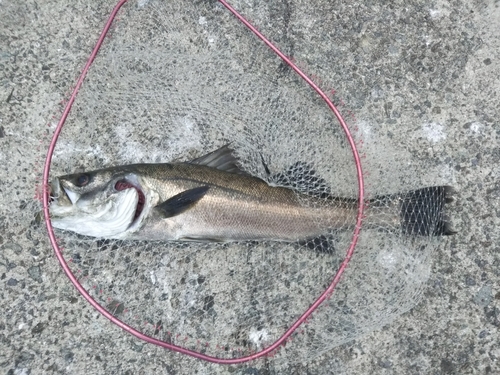 スズキの釣果