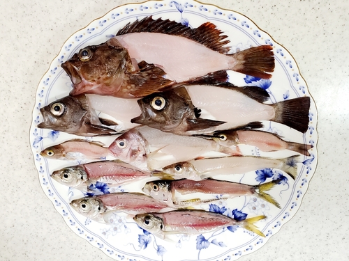 カサゴの釣果