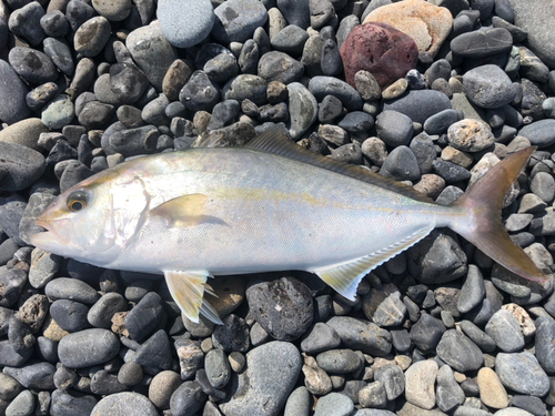 ショゴの釣果