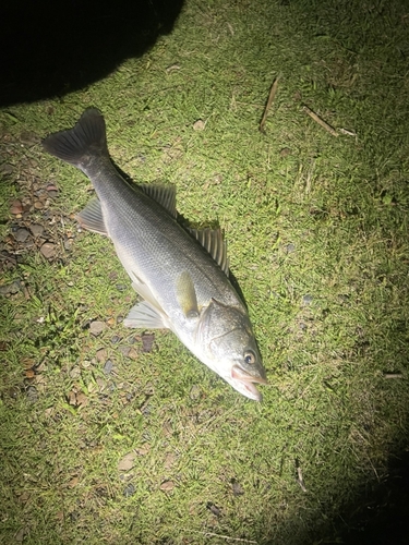 スズキの釣果