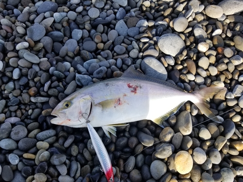 シオの釣果