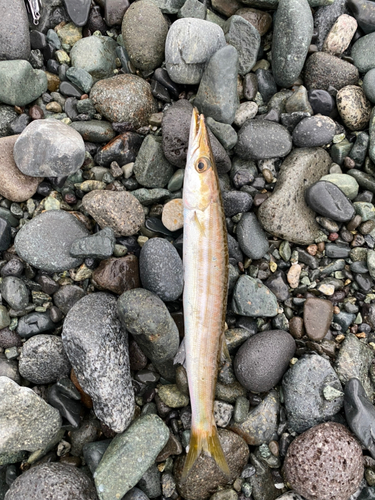 カマスの釣果