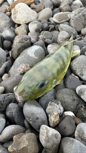 フグの釣果