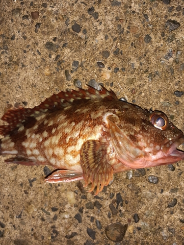 カサゴの釣果