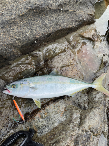 ワカシの釣果