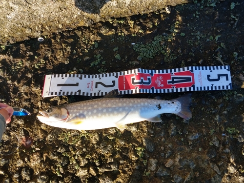 アメマスの釣果