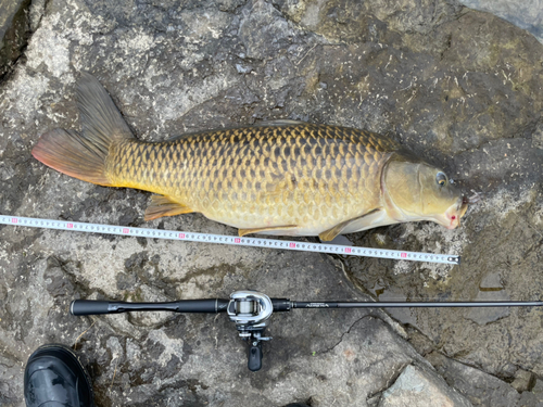 コイの釣果