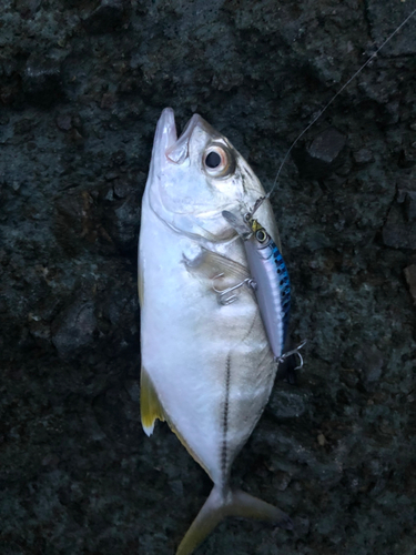 メッキの釣果