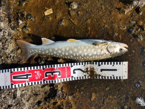 アメマスの釣果