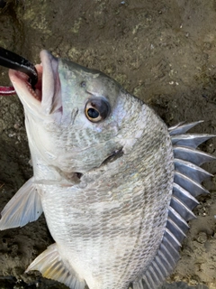 キビレの釣果