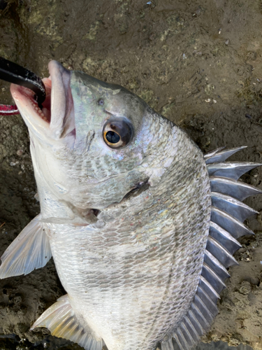 キビレの釣果