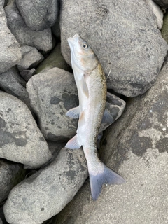 ニゴイの釣果