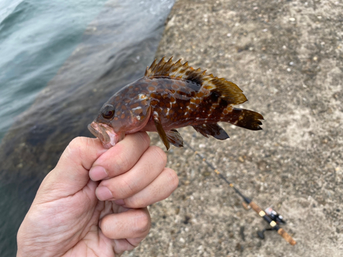 キジハタの釣果