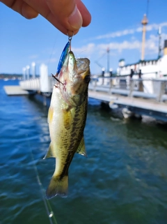 ラージマウスバスの釣果