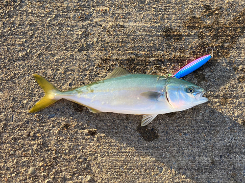 ワカシの釣果