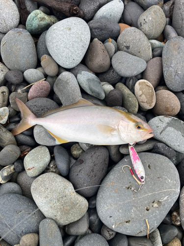 ショゴの釣果