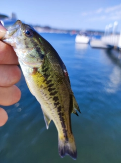 ラージマウスバスの釣果