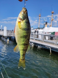 イエローパーチの釣果