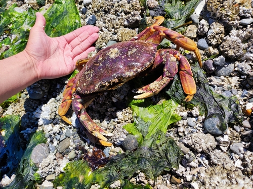 カニの釣果