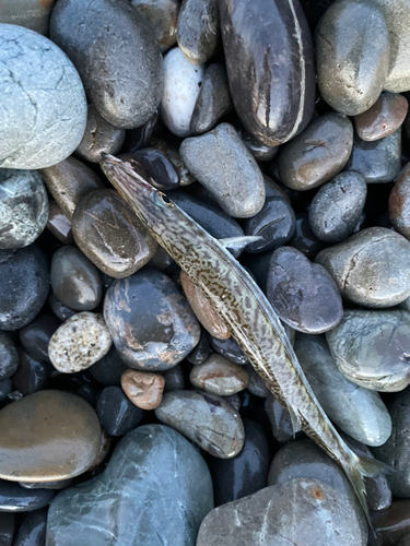 カマスの釣果