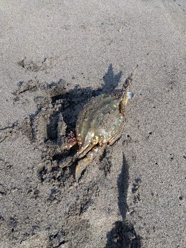 カニの釣果