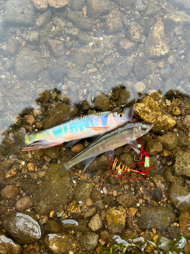 オイカワの釣果