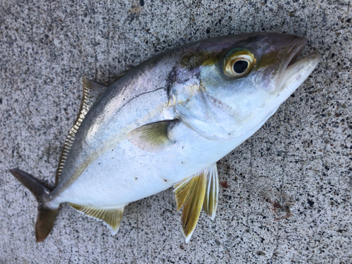 ショゴの釣果