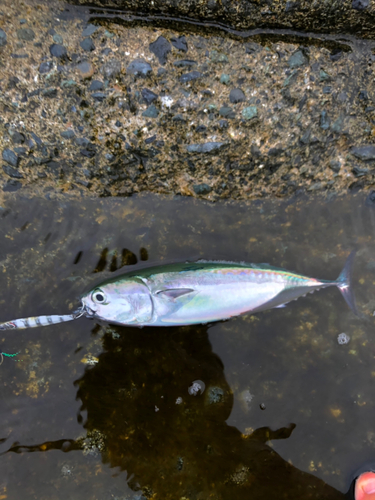 ソウダガツオの釣果