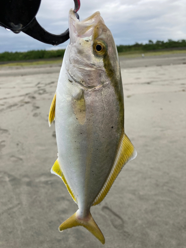 ショゴの釣果